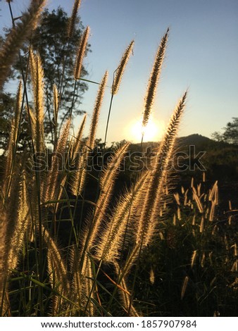 The grass and the evening sun