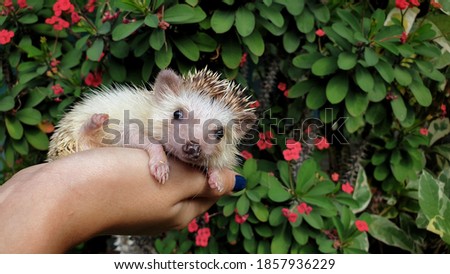 A lovely african pygmy hedgehog looking camera on owner hand.