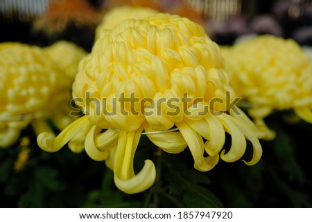 yellow chrysanthemum in full blooming