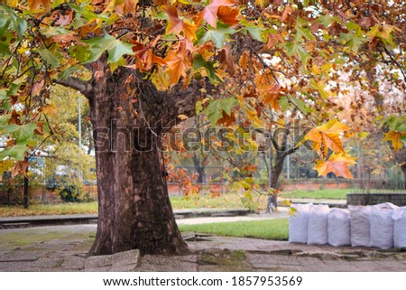 Late autumn mood - beautiful cloudy morning, old bench covered with fall leaves and autumn trees in the park of Novi Sad, Serbia