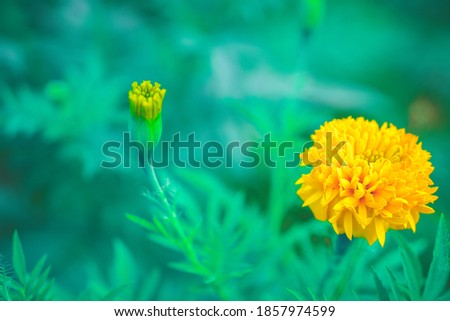 Calendula (Marigold flower) & leaf on green background. desktop background, flower wallpapers 