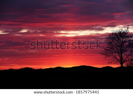 Silhouette of a tree with flying leaves against the backdrop of a colorful sunset red sky. Photo minimalism.