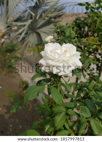 A beautiful picture of white roses