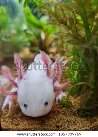 beautiful axolotl in an aquarium