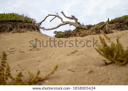 Landscape with a dead dry tree on yellow sand dunes and dark blue sky background. sea side sandy beach. vacation concept, travel and trip, tourism