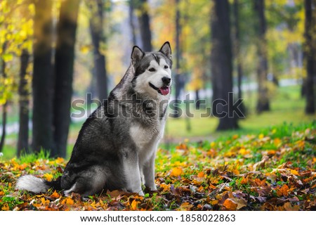 Beautiful Alaskan malamute dog sitting and looking with curiosity in autumn forest.  Selective focus, blank space Royalty-Free Stock Photo #1858022863