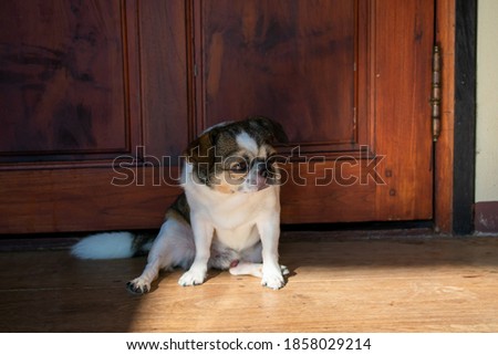 Chihuahua sitting on the wooden floor and looking at something
