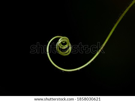 A green stem curled inside as Abstract with Dark background