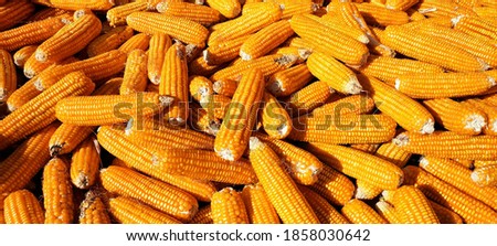 This picture is of corn that has been picked from the plant and dried in the sun