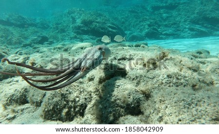 Octopus vulgaris swimming away on the Mediterranean Sea
