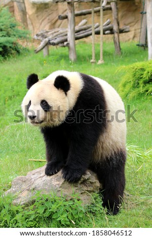 Giant panda looming on a rock in the middle of wet grass