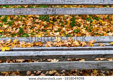 A few fallen Maple tree leaves on a wooden park bench in Autumn.