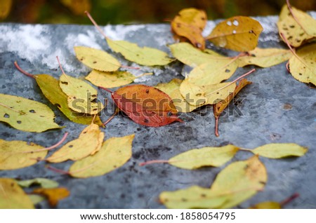 Photo of yellow leaves in water on metal sheet