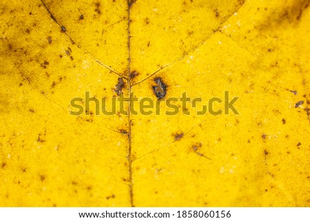 Spoiled dry autumn leaves background. Close up. Yellow leaf texture.