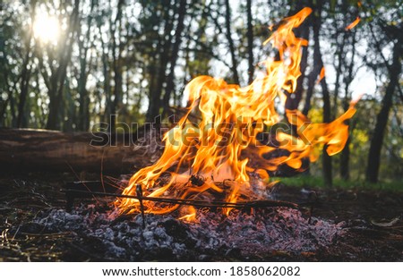 Bonfire in the forest. Camping fire background. Bonfire in the autumn forest. Bright marching fire with flame. Summer campfire. 