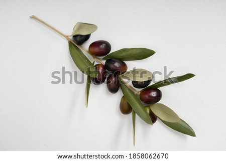 Olive branches and freshly picked green and black olives photographed on a white background.