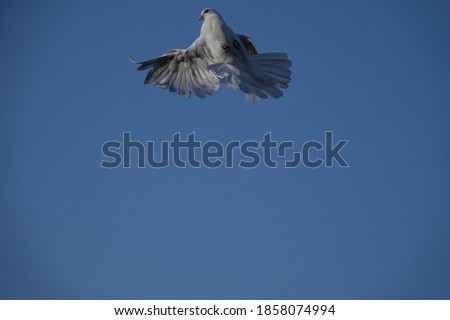  White dove illuminated by sunlight                