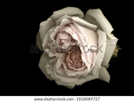 Beautiful White Rose. Black background. Vintage style. Romantic wallpaper  