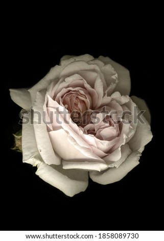 Beautiful White Rose / Black background / Vintage 