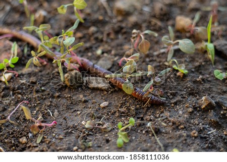 earthworm long climbs the ground clay one isolated