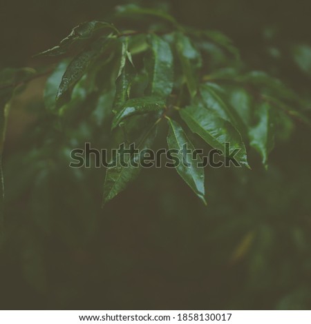 Beautiful green leaves on the tree. A bush with green leaves. Plants. Nature conservation concept. Trending color. Vintage photo processing.