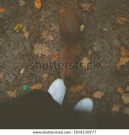The squirrel approached the girl. Squirrel in the forest. Vintage photo processing.