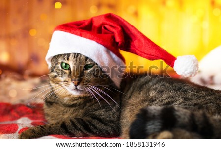 Merry Christmas greeting card with lying tabby cat and red balls. Funny new year cat with green eyes in a red Santa hat is on festive background with beautiful bokeh,garland lights and falling snow