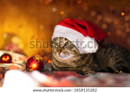 Merry Christmas greeting card with lying tabby cat and red balls. Funny new year cat with green eyes in a red Santa hat is on festive background with beautiful bokeh,garland lights and falling snow