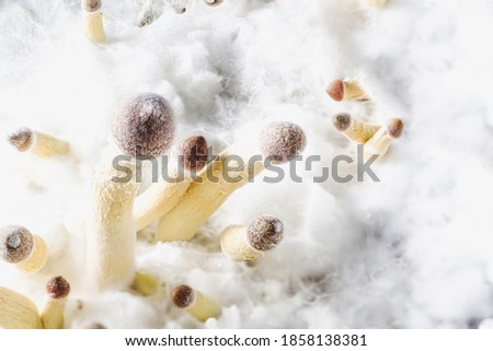 young Mexican psilocybin mushrooms on the background of white mycelium
