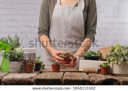 Woman gardeners transplant indoor plants on the rustic wooden table on white background. Concept of home garden and plants care.