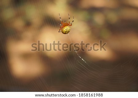 A large spider is pictured. Araneus marmoreus, or the marbled orb weaver is present on its web. The spider has brightly colored yellow and orange body.