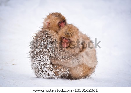two brown cute baby snow monkeys hugging and and sheltering each other from the cold snow with ice in their fur in winter. Wild animals showing love and protection during difficult times in nature. Royalty-Free Stock Photo #1858162861