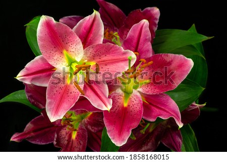 Portrait of pink lilium flowers on the black background Photography of lively nature and wildlife.