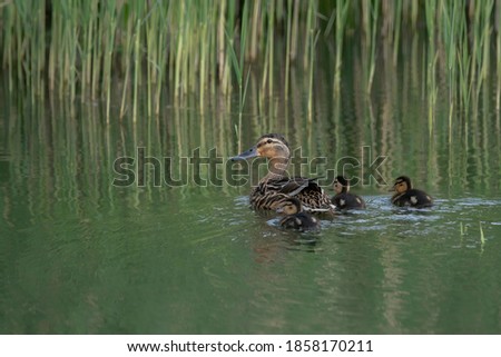 Mother duck, Female Mallard (Anas platyrhynchos) with ducklings swimming on lake surface.