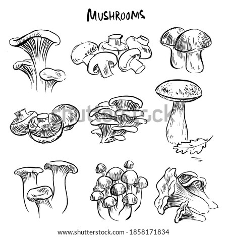 Set of illustrations of types of mushrooms