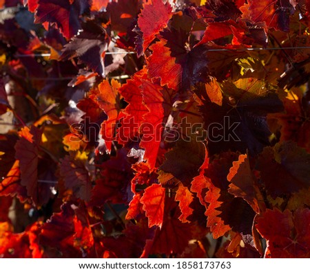 Vineyards in the autumn with red foliage. Winemaking. Macro photography of a leaf covered with dew. Selective focus.