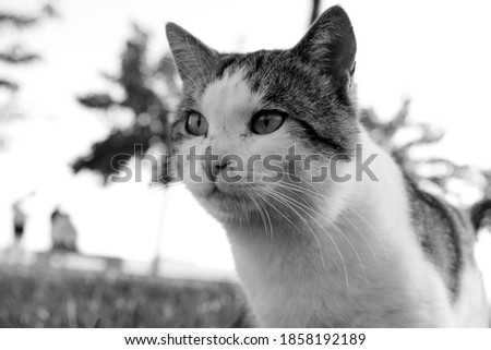 Portrait of beautiful cat black and white