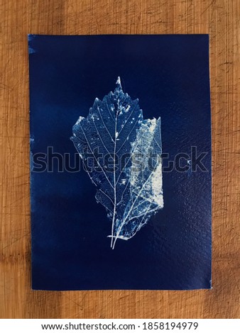 Dry leaf printed in cyanotype - Blue background