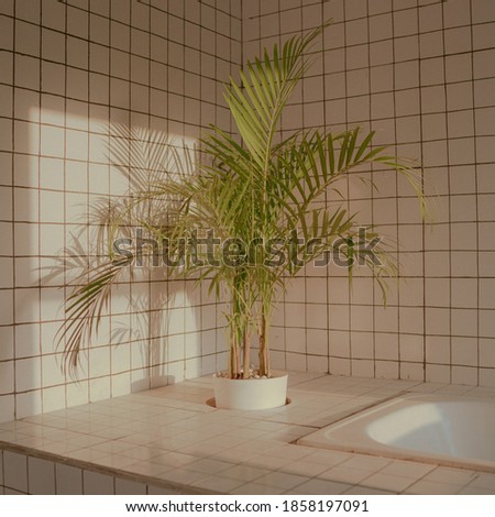 Palm plants decorate the bathroom to make it look beautiful
