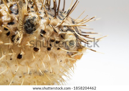 Picture of the head and face of a  dead and dry blowfish with a white background.
