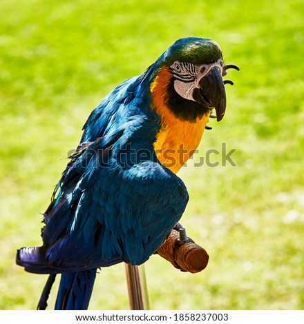 Close up of a blue and gold macaw looking over his shoulder towards the camera with shallow depth of field