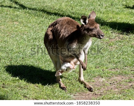 the western grey kangaroo is brown but she has an albino joey