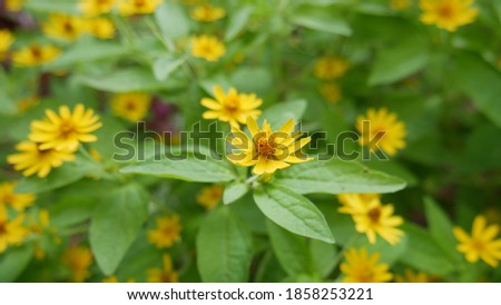 A picture of woodland sunflowers with the showy yellow flowers 