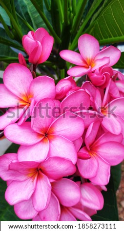 pink frangipani flowers in bloom