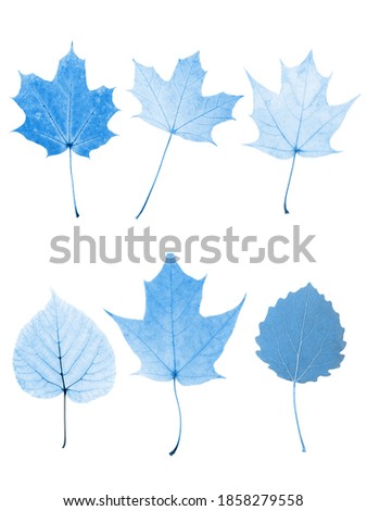 set of blue leaves isolated on white background.