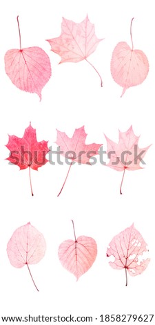 nine red leaves isolated on white background. objects for design