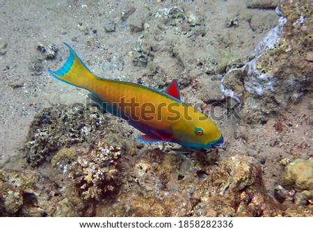 Steepheaded parrot-fish, scientific name is Chlorurus gibbus, it belongs to the family Scaridae, inhabits coral reefs, has teeth resembling parrot beak, it changes body color during life cycle