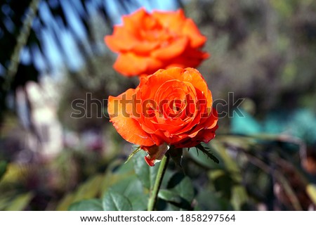 Orange color flower in garden with green leaves background wallpaper, Ali jeet