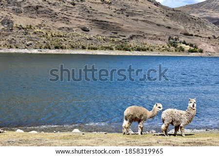 Peruvian llamas by mountain lake. 