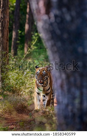 Panthera Tigris in its natural forest habitat... 